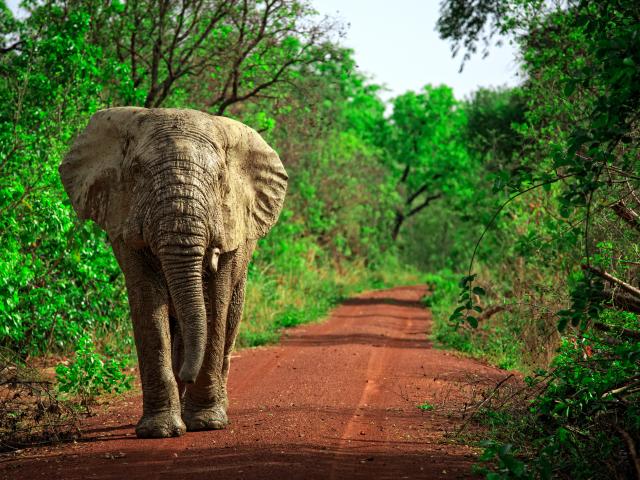 Mole National Park