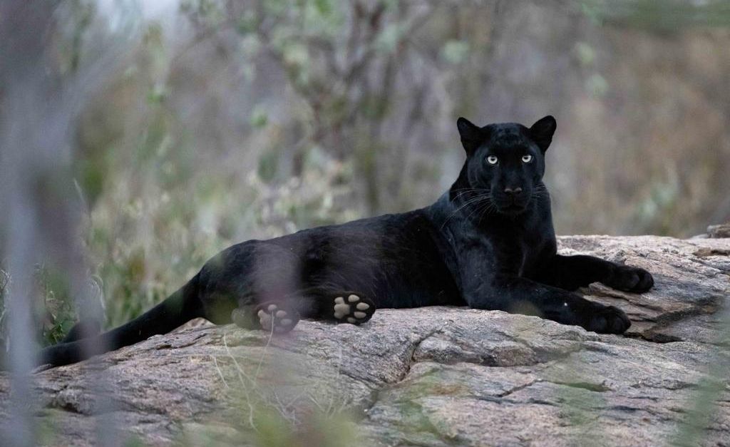 An Encounter with a Black Leopard
