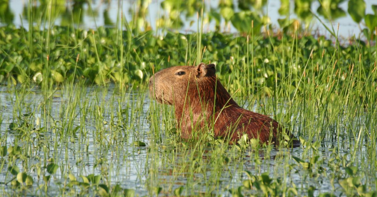 Venezuela: The Wildlife of Los Llanos | Wild Frontiers