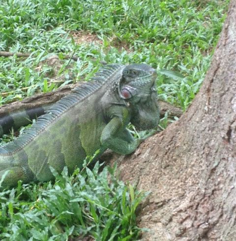 Venezuela Part Three: Iguanas and Magic Underwear | Wild Frontiers