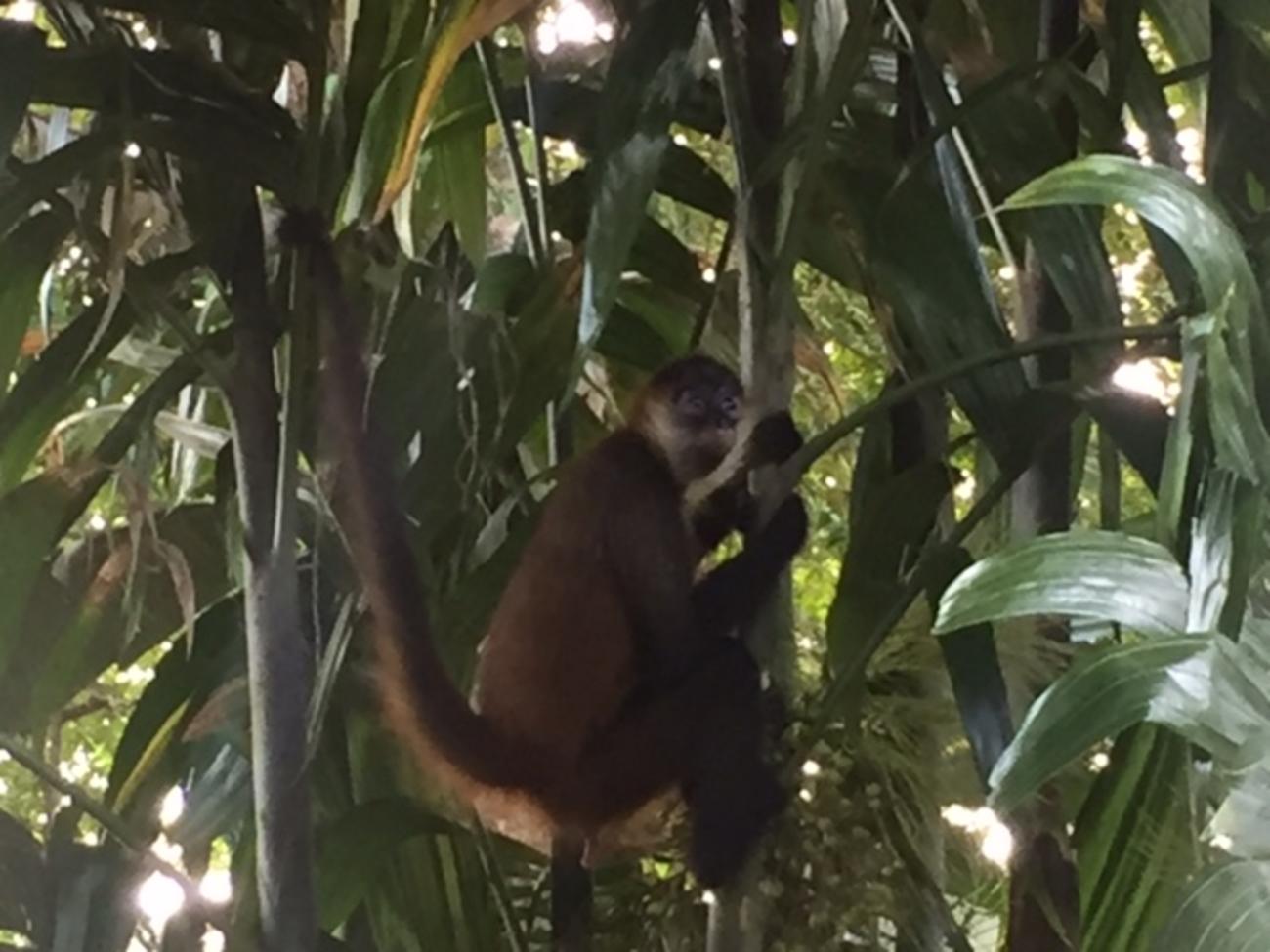 Spider Monkey in Costa Rica