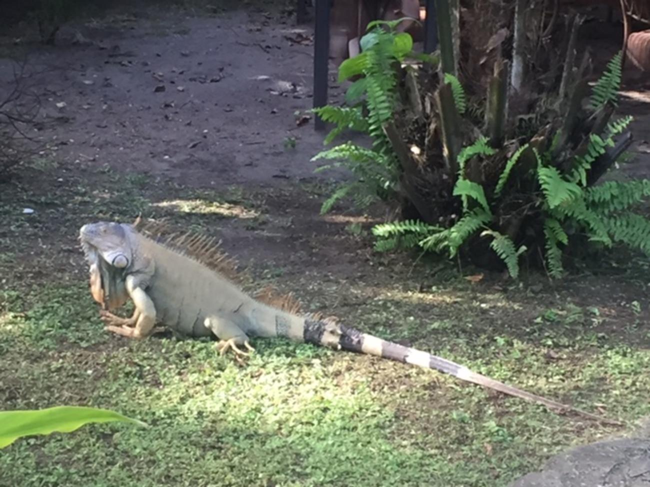 Costa Rica Wildlife 