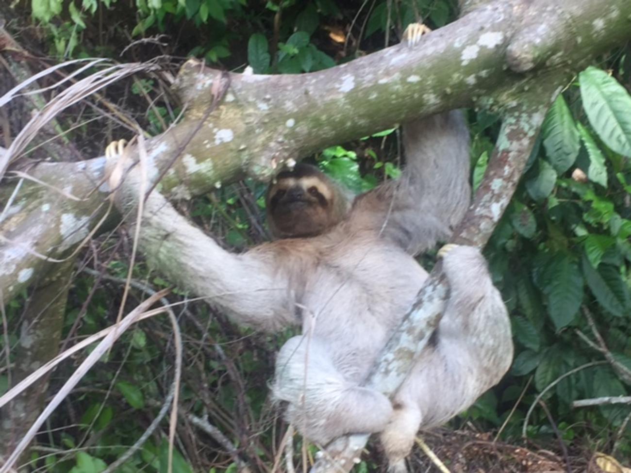 See sloths in Costa Rica